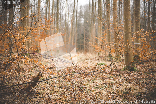 Image of Idyllic forest in the fall with beech trees