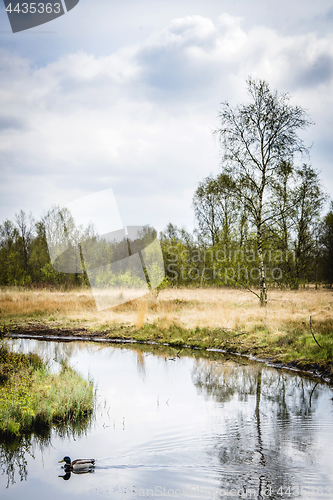 Image of Duck swimming on a small river in an idyllic landscape