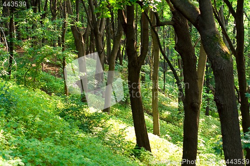 Image of green forest