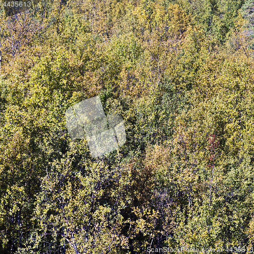 Image of Yellow birch forest in autumn. Background