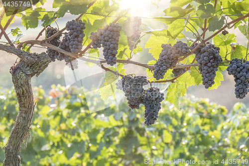 Image of a vineyard red grapes in sunset light