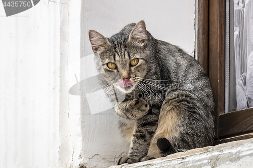 Image of a cute cat outside at the window