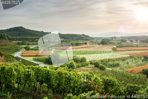 Image of vineyard sunrise at Ihringen Kaiserstuhl Germany