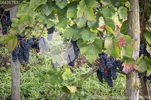 Image of a vineyard red grapes