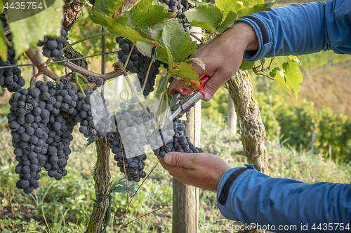 Image of a vineyard red grapes harvest