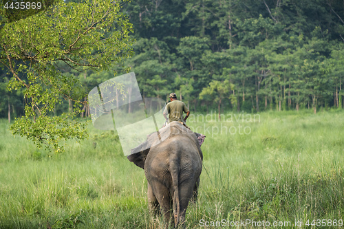 Image of Mahout or elephant rider riding a female elephant