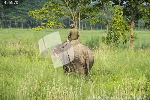 Image of Mahout or elephant rider riding a female elephant