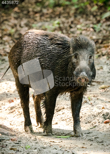 Image of Wild boar male feeding in the jungle