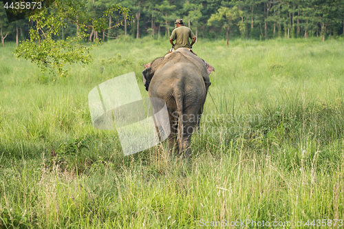 Image of Mahout or elephant rider riding a female elephant