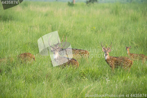 Image of Sika or spotted deers herd in the elephant grass