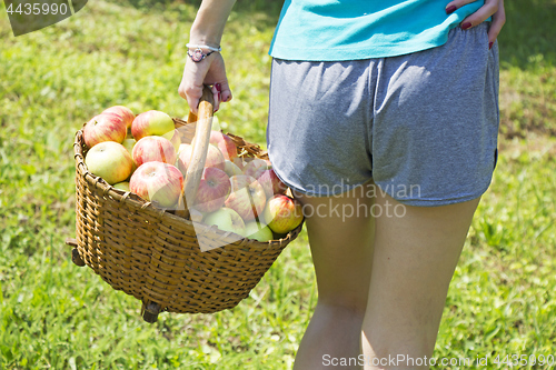 Image of Young girl with a basket of apples in the garden
