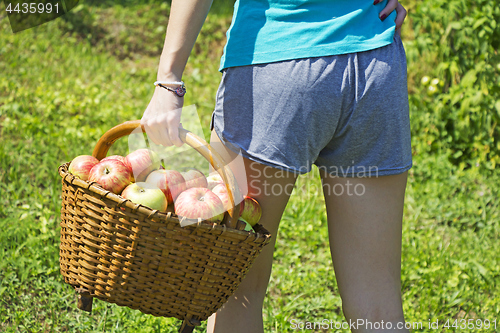 Image of Young girl with a basket of apples in the garden