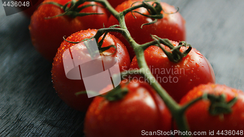 Image of Twig with ripe red tomatoes