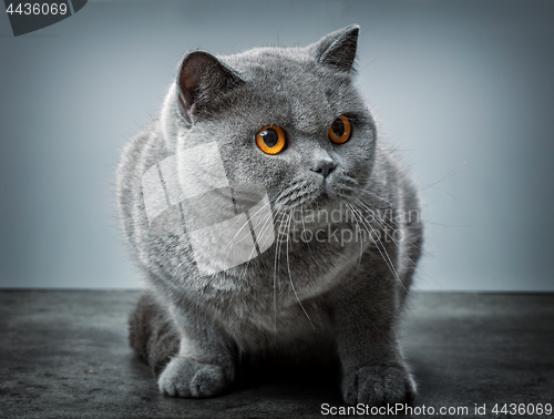 Image of grey british shorthair cat