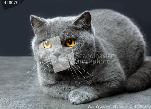 Image of British shorthair cat