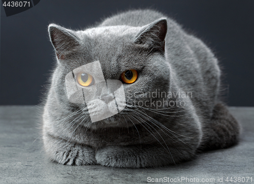 Image of british shorthair cat