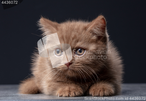 Image of british shorthair kitten