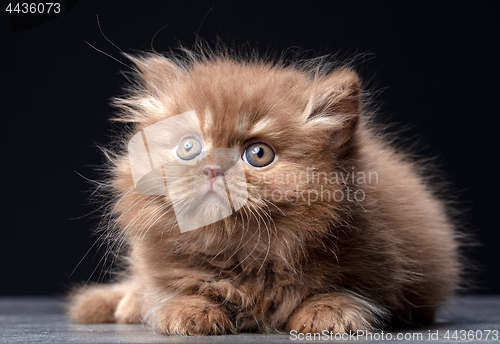 Image of british long hair kitten