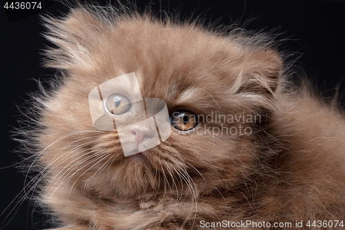 Image of british long hair kitten