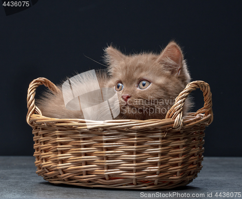 Image of British Shorthair kitten