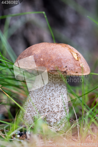 Image of Boletus on grass.