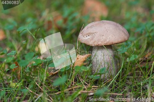 Image of Boletus on grass.