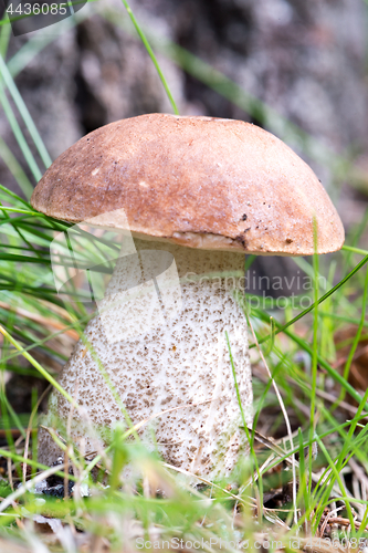 Image of Boletus on grass.