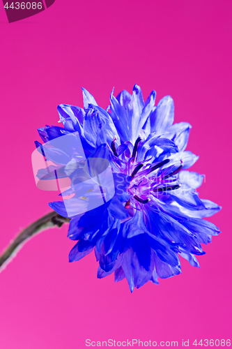 Image of Blue fresh cornflower
