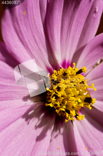 Image of Macro shot of pink flower