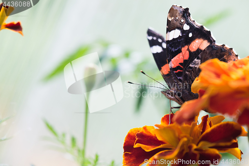 Image of Colorful orange butterfly