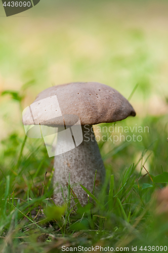 Image of Boletus on grass.