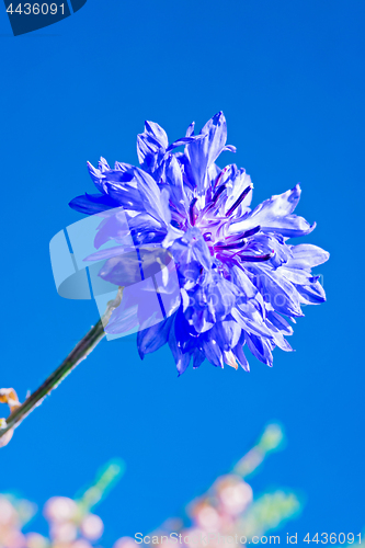 Image of Blue fresh cornflower