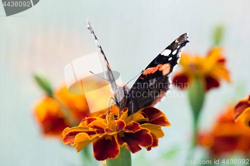 Image of Colorful orange butterfly