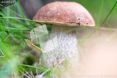 Image of Boletus on grass.