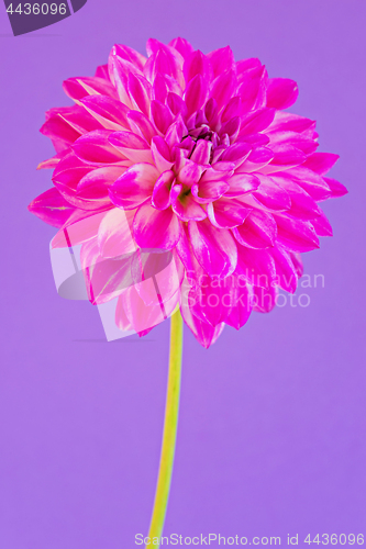 Image of Image of the flower dahlia on purple background