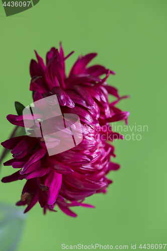 Image of Close-up image of the flower Aster on green background.