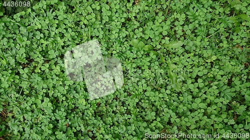 Image of Green grass texture