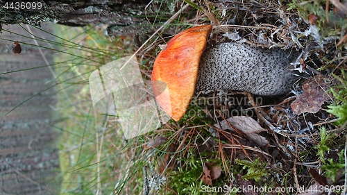 Image of Orange-cap boletus on grass.