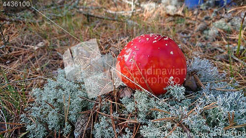 Image of Toxic mushroom. Amanita growing on forest in moss