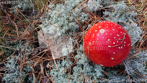Image of Toxic mushroom. Amanita growing on forest in moss