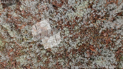 Image of White reindeer moss photo