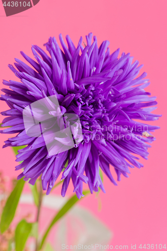 Image of Close-up image of the flower Aster on pink background.