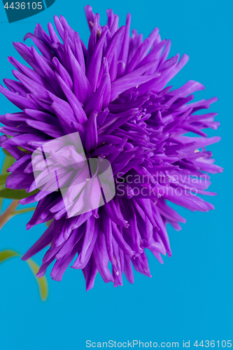 Image of Close-up image of the flower Aster on blue background.