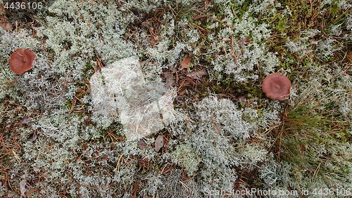 Image of Lactarius rufus growing on forest