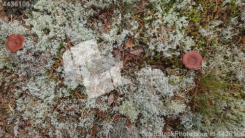 Image of Lactarius rufus growing on forest