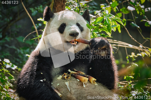 Image of Giant panda bear in China