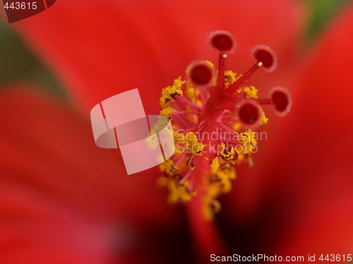 Image of hibiscus tail
