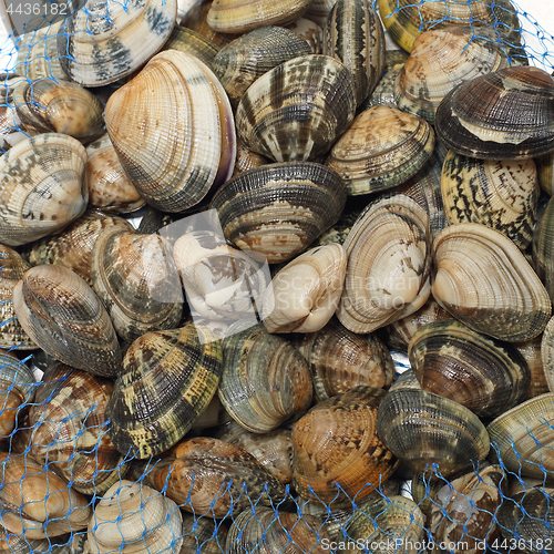 Image of Vongole