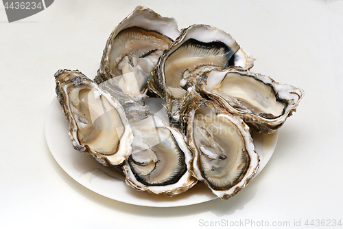 Image of Open Oysters