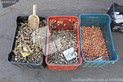 Image of Edible Snails